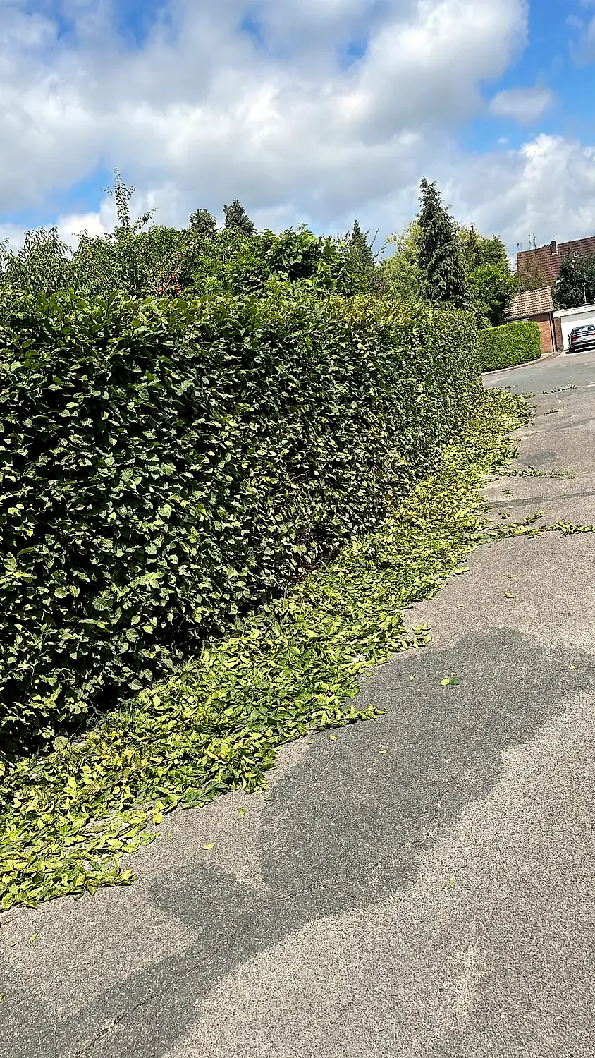 Frisch geschnittene Hecke entlang eines Wegs an der Grundstücksgrenze