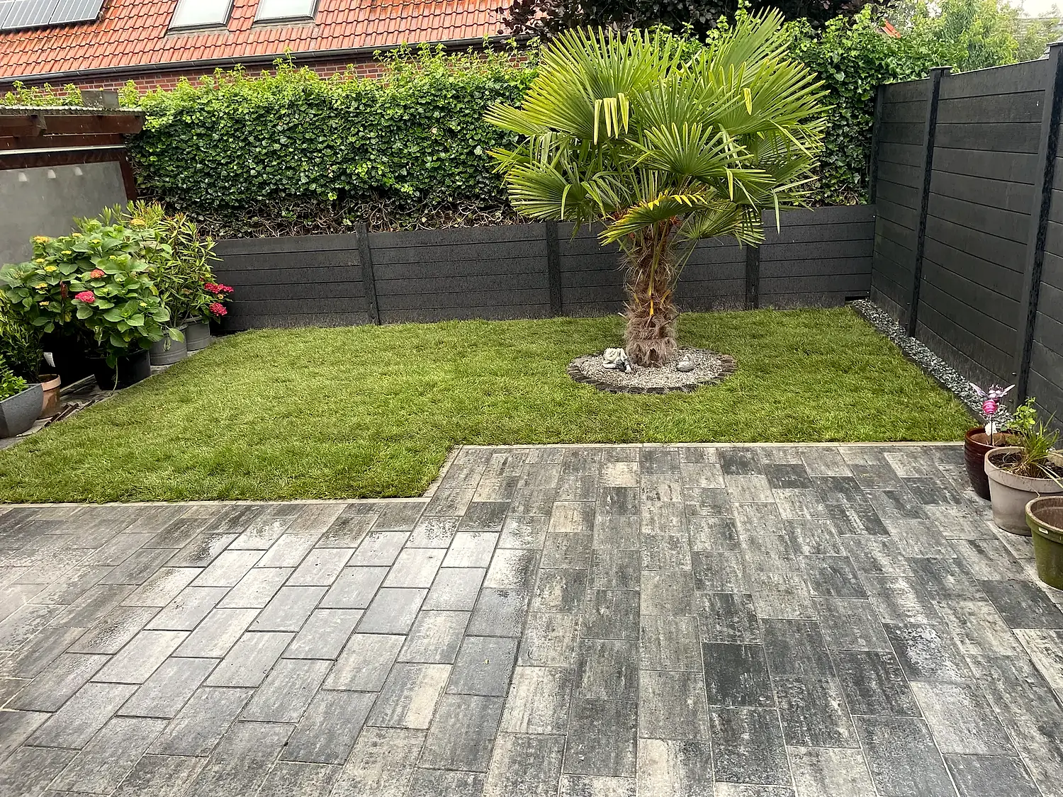 Neu gestalteter Garten mit Pflasterterrasse, Rasen und Solitärpalme