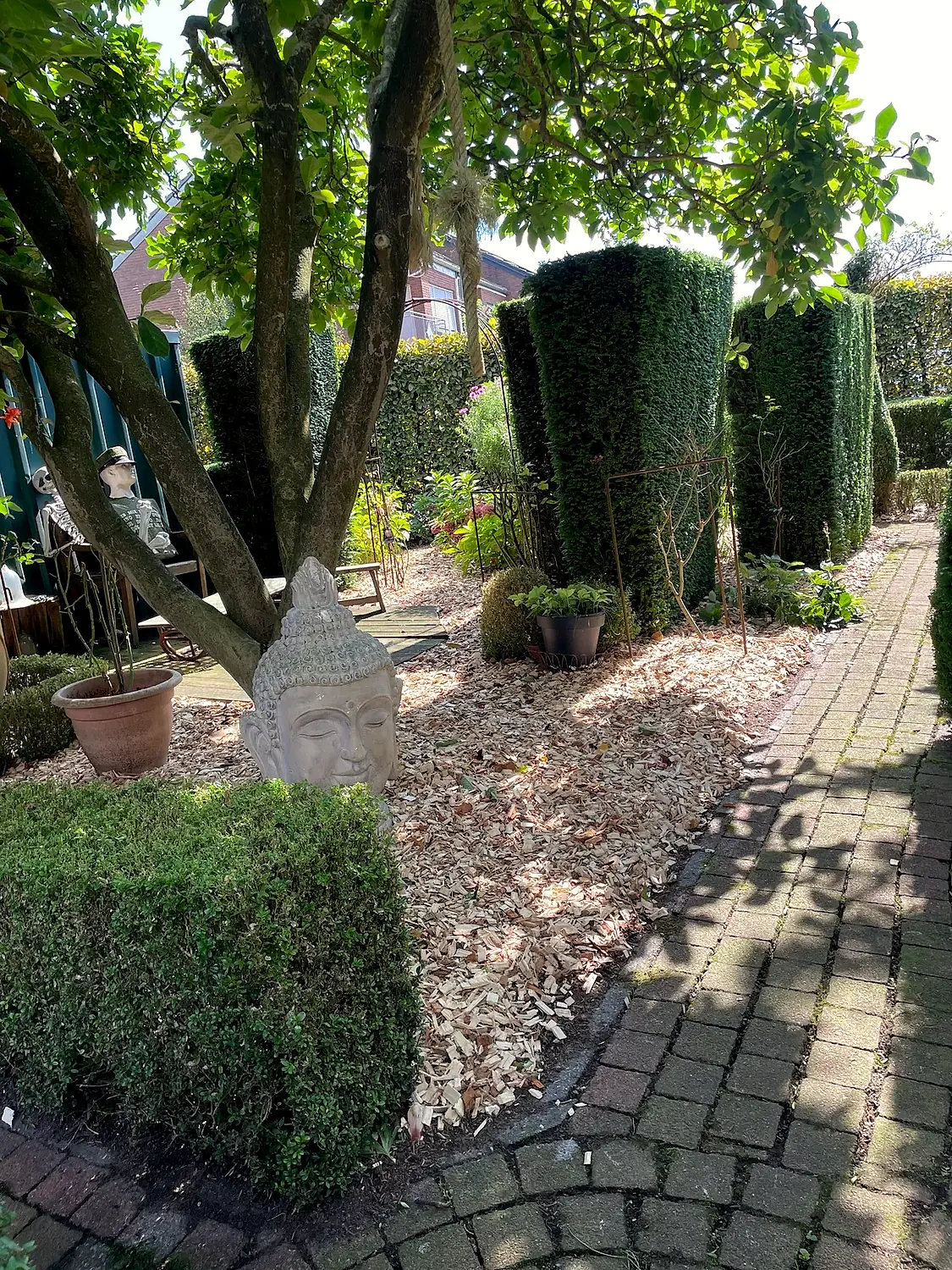 Umgestalteter Gartenbereich mit Formhecken und geschwungenem Pflasterweg